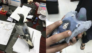 Đậu nhầm trụ sở cảnh sát, bồ câu vận chuyển ma túy bị bắt sống