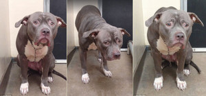 Ánh mắt buồn bã của chú chó bị bỏ rơi khiến dân mạng bật khóc