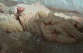 Chặn đứng xe tải chở 3,5 tấn nội tạng bốc mùi hôi thối trên đường đi tiêu thụ