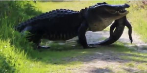 Video: Cá sấu khổng lồ ăn thịt đồng loại ở Mỹ gây sốc