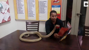 Nổi da gà xem rắn hổ mang say mê đọc sách, chơi bóng