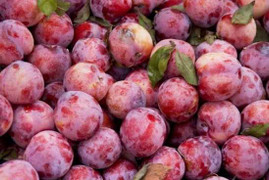 Tết Đoan Ngọ: Vì sao ăn mận để giết sâu bọ?