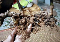 Sự thật ngỡ ngàng quanh củ sâm Ngọc Linh khổng lồ giá nửa tỷ