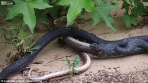 Video: Rắn đen quằn quại nôn ra đồng loại vẫn còn sống