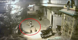 Cậu bé 5 tuổi dũng cảm một mình chống lại bầy chó hung dữ