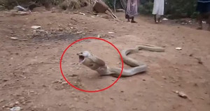 Hãi hùng xem hổ mang chúa phình bụng, quằn quại nôn ra chai nhựa