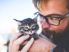 Tuyển người vuốt ve mèo hàng ngày, lương 700 triệu đồng/năm