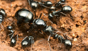 Giới trẻ đua nhau nuôi kiến chúa đang mang thai để giải khuây