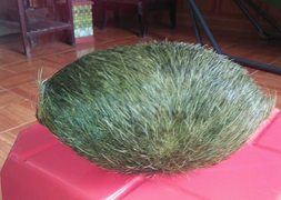 Mổ heo nái, tìm thấy 'cát lợn' ở Lâm Đồng