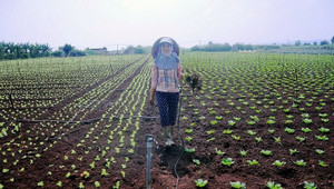 Nông dân 'lên đời' nhờ bắt tay với doanh nghiệp