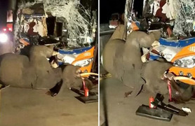 Video: Xe buýt đâm trực diện, voi chết tại chỗ