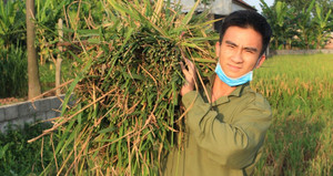 Sinh viên Học viện An ninh ‘đội nắng’ gặt lúa giúp dân Hà Nam