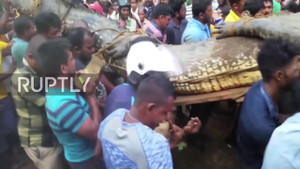 Hàng trăm người dân vây bắt cá sấu khổng lồ dài hơn 5m trong vườn chè