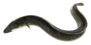 6 người suýt chết vì ăn ruột cá chình um măng chua