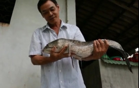 Cận cảnh cặp cá lóc 'khủng' 14 kg của nông dân miền Tây