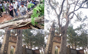 Dân tố cáo đơn vị đấu giá khuất tất trong vụ mua bán cây sưa 24,5 tỉ đồng ở Bắc Ninh