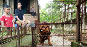 Bé trai 13 tuổi bị hổ vồ ở Thanh Hóa: Lời kể rợn người từ nhân chứng