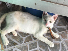 Video: Nghị lực phi thường của chú mèo tưởng như đã chết