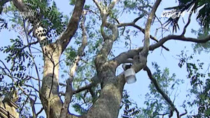 Số phận hiện tại của cây sưa được đấu giá 24,5 tỷ đồng ở Bắc Ninh