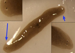 Các nhà khoa học đưa giun 2 đầu từ vũ trụ về Trái đất