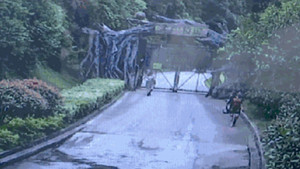 Trèo tường trốn vé vào sở thú, du khách suýt bị hổ tấn công