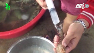 Bạc Liêu: Trong 1 ngày, liên tiếp bắt quả tang 2 cơ sở bơm tạp chất vào tôm