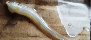 Xuất hiện sinh vật lạ chạm vào gây phỏng, nghi làm chết hàng loạt cá ở Cà Mau