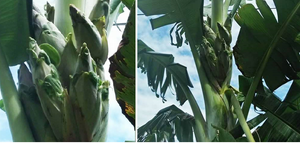 Kỳ lạ cây chuối trổ 12 bắp ở Quảng Bình