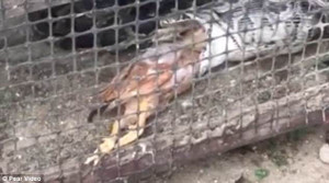 Video: Trăn quằn quại nôn ra 2 con gà để thoát thân