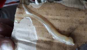 Sinh vật lạ làm chết hàng loạt cá bớp ở Cà Mau là gì?