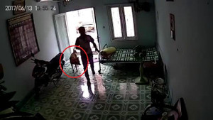 Chó cưng im re nhìn trộm lẻn vào nhà lấy cắp điện thoại