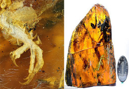 Phát hiện xác chim trong thạch hổ phách quý hiếm 100 triệu năm tuổi