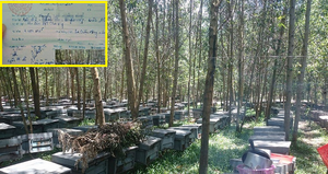 Sau Hà Tĩnh, dân nuôi ong ở Huế cũng phải đóng phí cho xã