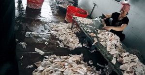 Kinh hãi cảnh mỡ lợn ôi thiu vứt ngổn ngang trên sàn cáu bẩn, ruồi nhặng bâu đầy