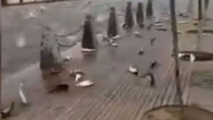 Giả thiết bất ngờ sau vụ tự tử tập thể của đàn cá ở Trung Quốc