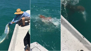 Video: Đàn cá mập bò hung hăng đớp gọn thành quả của ngư dân