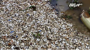 Ngao chết trắng bờ ở Đồ Sơn: Ngao cười, người khóc