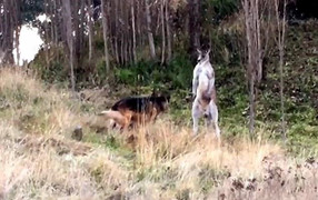 Video: Chó chăn cừu hỗn chiến kangaroo, cảnh sát phải vào cuộc