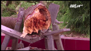 Nữ hiệu phó bị cành cây rơi trúng người, chết thương tâm để lại con nhỏ thơ dại