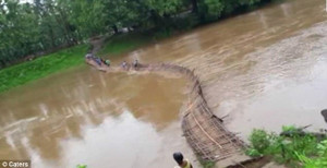 Video: Hãi hùng cảnh cầu tre bị lũ cuốn phăng, nhiều học sinh suýt chết đuối