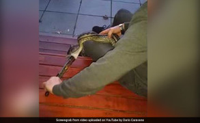 Video: Trăn tham ăn hóc kìm sắt cỡ lớn ở Australia