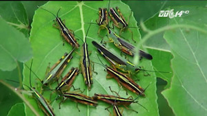 Hãi hùng cảnh hàng triệu con châu chấu ăn trụi hoa màu ở Cao Bằng