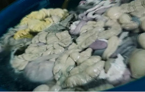 Rùng rợn với công nghệ 'hô biến' lòng bẩn, hôi thối Trung Quốc thành màu trắng tinh