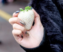 Chán dâu đỏ, khách lắm tiền mua dâu trắng 220.000 đồng/quả để thưởng thức