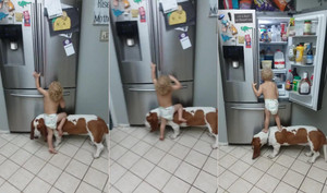 Chó cưng đồng lõa giúp em bé mở tủ lạnh khiến dân mạng bật cười