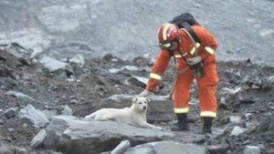 Video: Nghẹn lòng nhìn chú chó đi tìm chủ mất tích sau vụ lở đất Trung Quốc