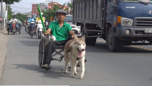 Ảnh: Ngỡ ngàng chú chó Bắc Cực kéo xe lăn chở người đi đúng luật giao thông