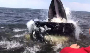 Video: Cá voi mải vồ mồi, suýt nhấn chìm thuyền ngư dân