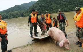 Trung Quốc: Mưa lớn kéo dài, lợn 150 kg bị cuốn trôi hàng chục km