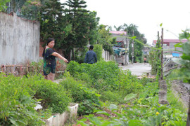 Nghi vấn phun thuốc diệt cỏ vào rau đầu độc hàng xóm ở Hải Phòng: Vì sao không khởi tố vụ án?